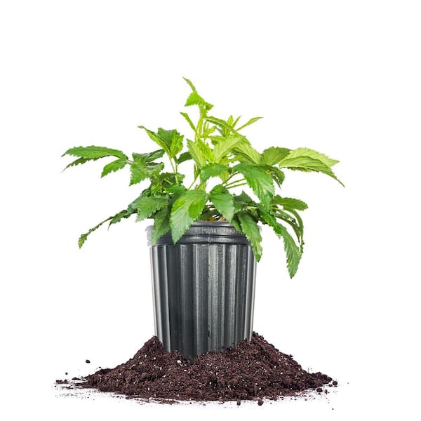 Perfect Plants Snowbank Blackberry Bush 1 Gal. Growers Pot, White Blackberry Fruiting Plant