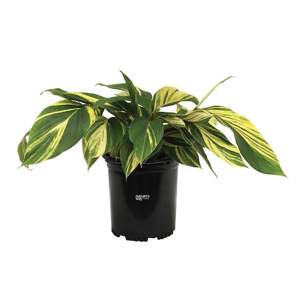 Ginger Variegated Live Outdoor Plant in Growers Pot Avg Shipping Height 1 ft. to 2 ft. Tall