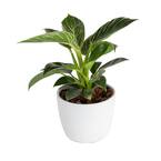 Trending Tropicals Philodendron Birkin Plant in 6 in. White Ceramic Pot