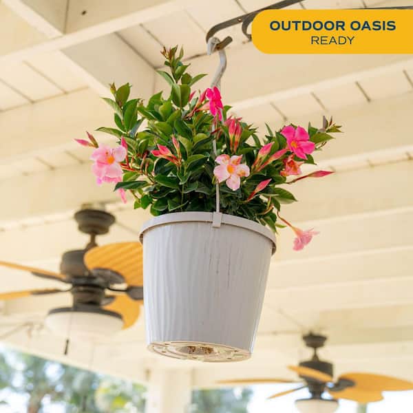 Reviews for Costa Farms Grower's Choice Premium Mandevilla Live Outdoor  Plant in 10 in. Hanging Basket, Avg. Shipping Height 3-4 ft. Tall | Pg 1 -  The Home Depot