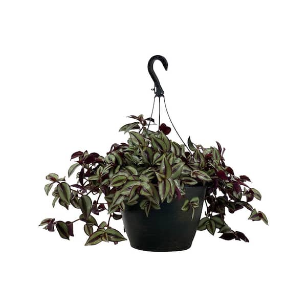 money tree yellow leaves Money Tree Variegated – Groovy Growing main image 0