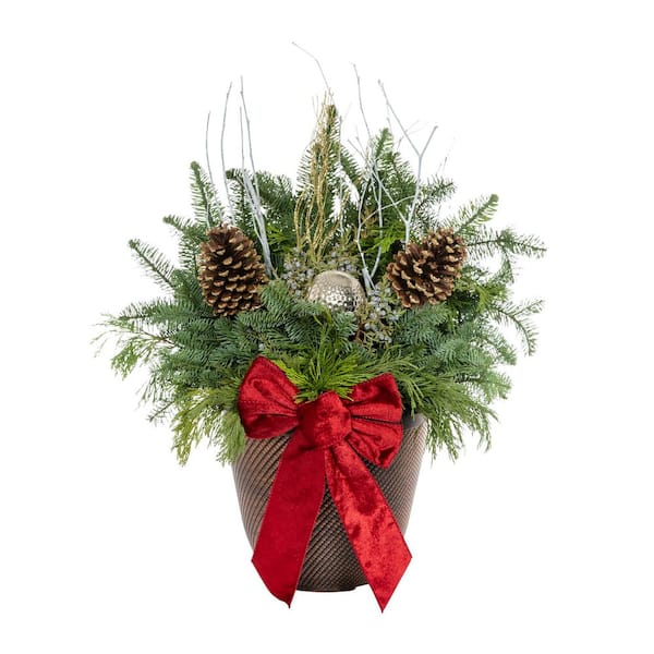 3 Gal. 12 In. Traditional Gold Holiday Greenery Arrangement in Decorative Planter with Mixed Cut Greens Live Plant