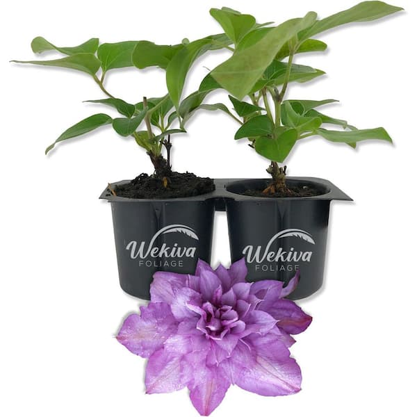 Clematis Proteus 2-Live Starter Plants in 2 in. Growers Pots-Starter Plants Ready for The Garden-Clematis