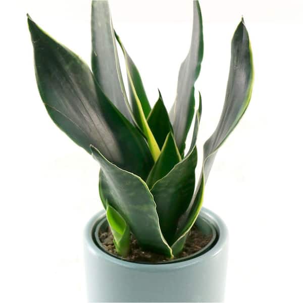 national PLANT NETWORK 4 in. Sansevieria Fabi Plant in Grower Container (3-Pack)