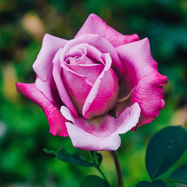 national PLANT NETWORK Bare Root Rose Paradise with Pink Flowers