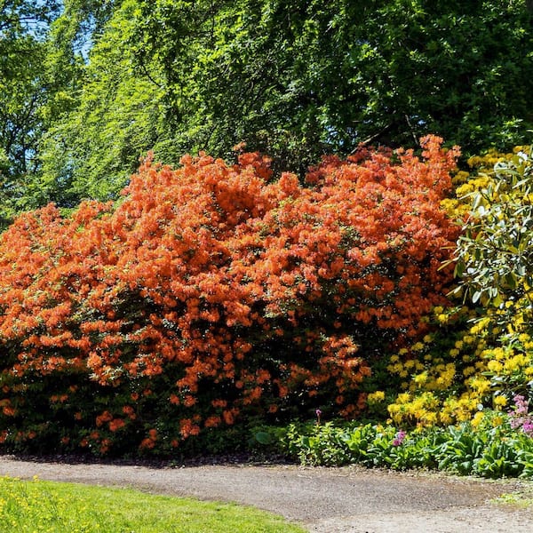 national PLANT NETWORK 3 gal. Native Azalea Tangerine Live Shrub