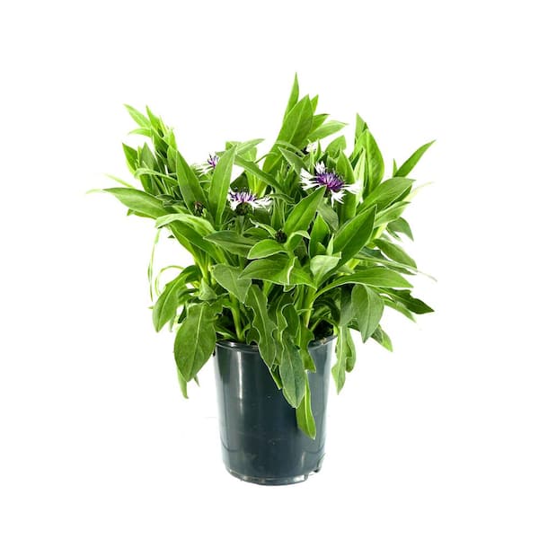 Unbranded Perennial Centaurea Amethyst Snow 2.5 qt. (1-Pack)