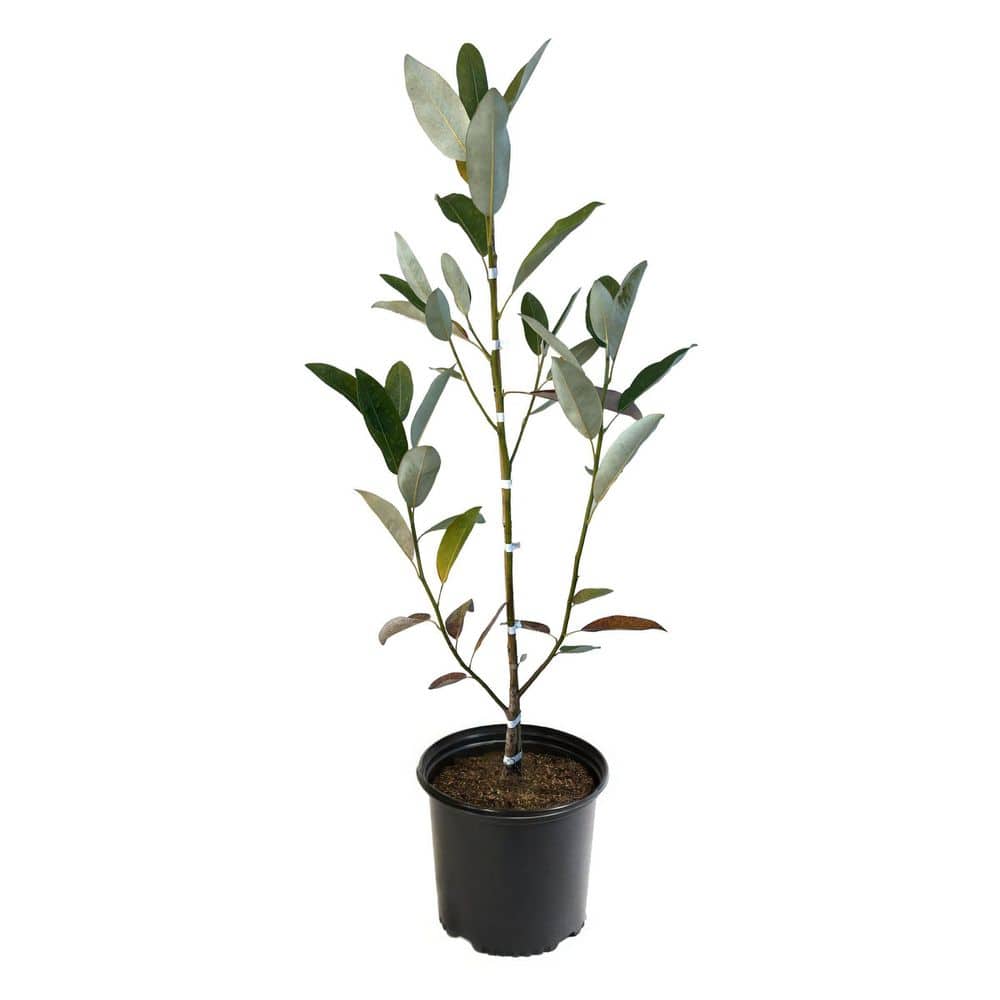 2 gal. Sweetbay Magnolia Tree price history on PriceWatchPro