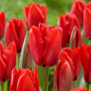 12/+ cm, Darwin Hybrid Red Impression Tulip Bulbs (Bag of 50)