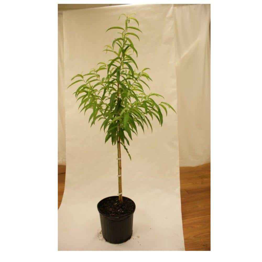 5 gal. Contender Peach Tree