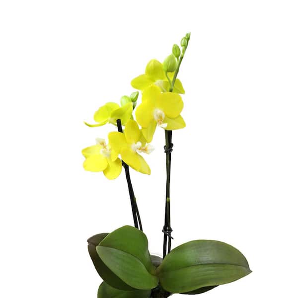 Yellow Phalenopsis Orchids Ceramic Pot