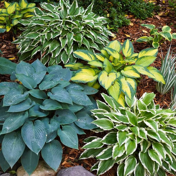 Garden State Bulb #1, Multi-Color Variegated Mix Hosta Bulbs, Bare Roots (Bag of 6)