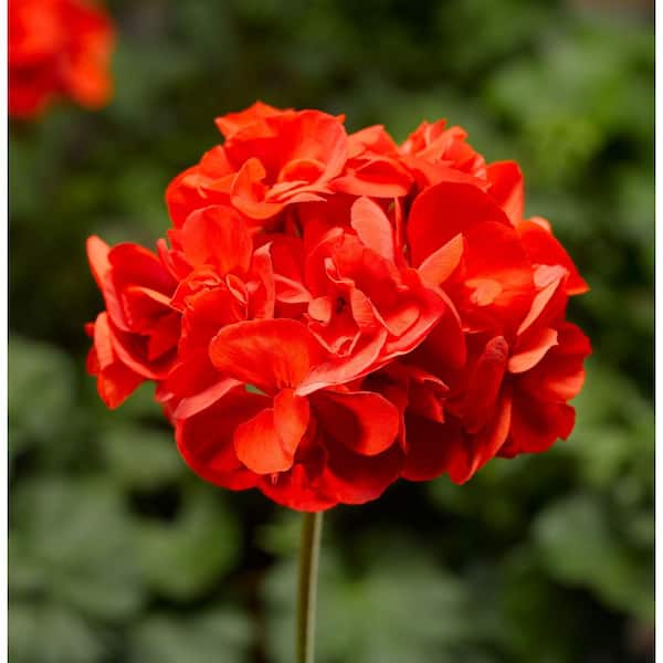 Vigoro 2 QT Geranium Calliope Medium Bright Scarlet' Red Annual