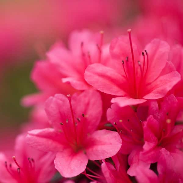 Spring Hill Nurseries 2.25 Gal. Pot, Girard Christina Red Flowering Azalea Potted Broadlead Evergreen Shrub (1-Pack)