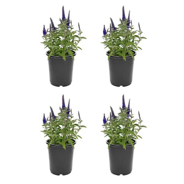 2.5 qt. Veronica Vernique Dark Blue Perennial Plant with Blue-Violet Flowers-(4-Pack)