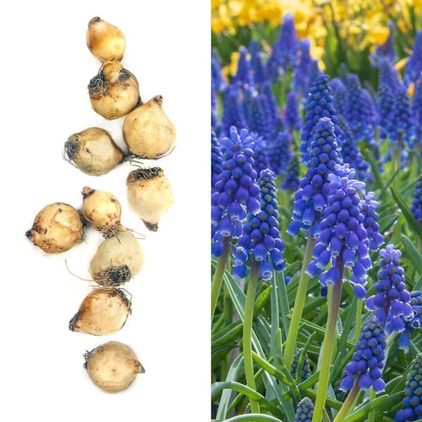 Muscari Armeniacum Bulbs (100-Pack)
