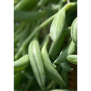 Non-Fragrant 15 in. to 20 in. Senecio Radicans - String of Bananas Pet Safe