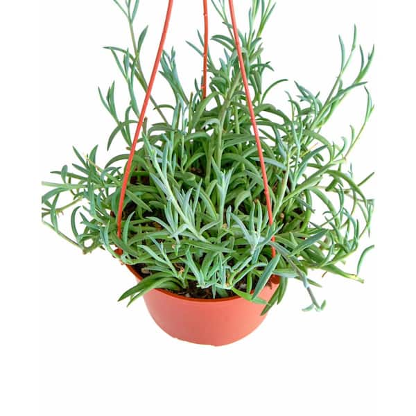 6 hanging fish hook succ Tusk Flipping - Screwlock Keeper scientifically known as Senecio radicans glauca 6" Fish Hooks HB