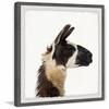 multi-colored-art-prints-pkabo03gwfpfl24-e1.1