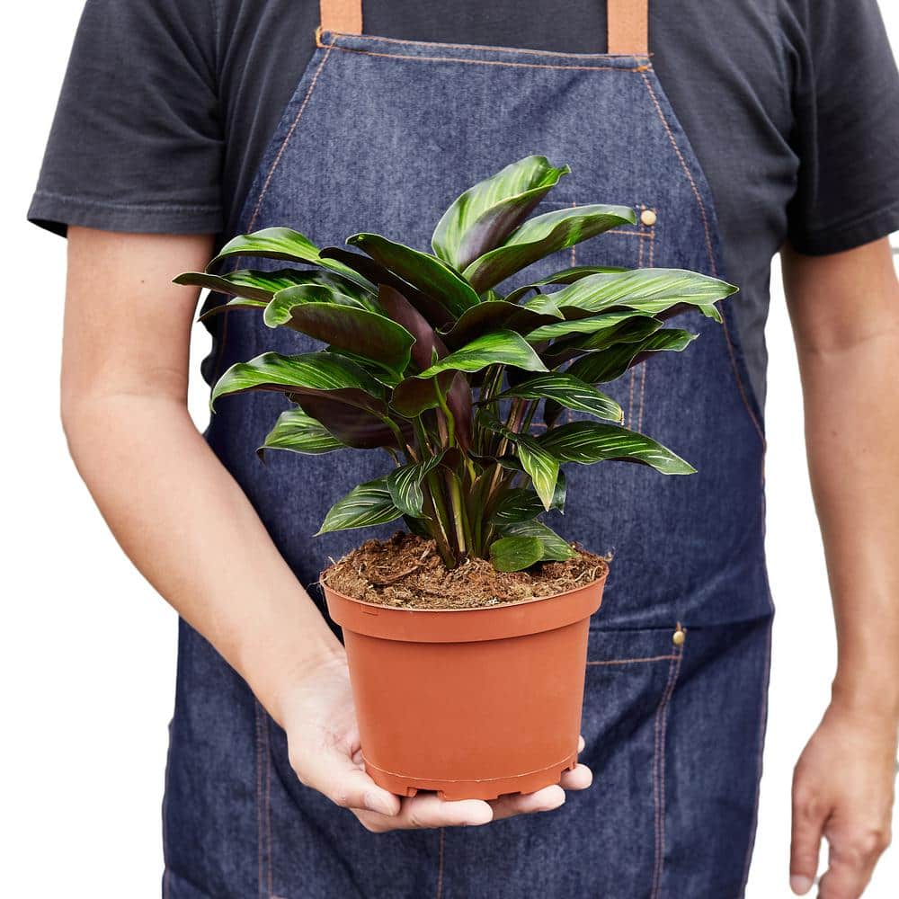 Calathea 'Beauty Star' Indoor Green Foliage Plant in 6" Pot