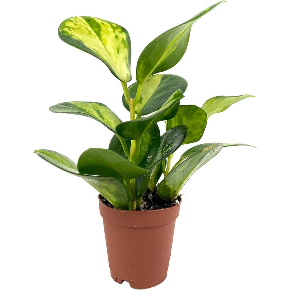 Wekiva Foliage Hoya Lisa-Live Plant in a 2 in. Pot-Hoya Australis