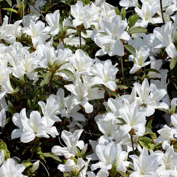 national PLANT NETWORK 3 gal. Azalea Snow Shrub with White Flowers