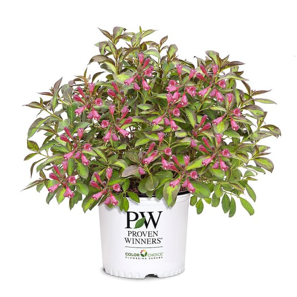 PROVEN WINNERS 2 Gal. Vingo Verde Weigela Shrub With Pink Blooms 18182 ...