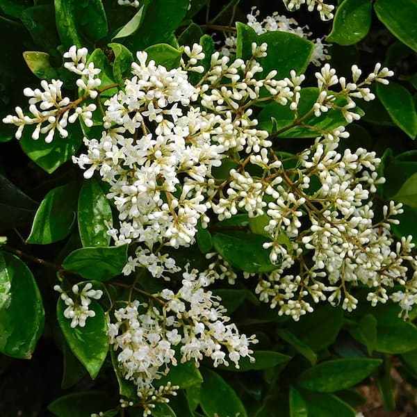 #7 Pot White Flowering Waxleaf Ligustrum Evergreen Shrub