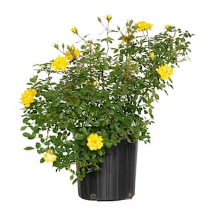 2 gal. Rose Yellow Mini Flora with Yellow Flowers