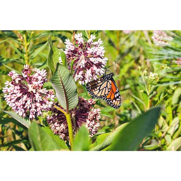 Vigoro 2.5 Qt. Asclepias Milkweed Plant in 6.3 in. Nature's Nutrients Pot