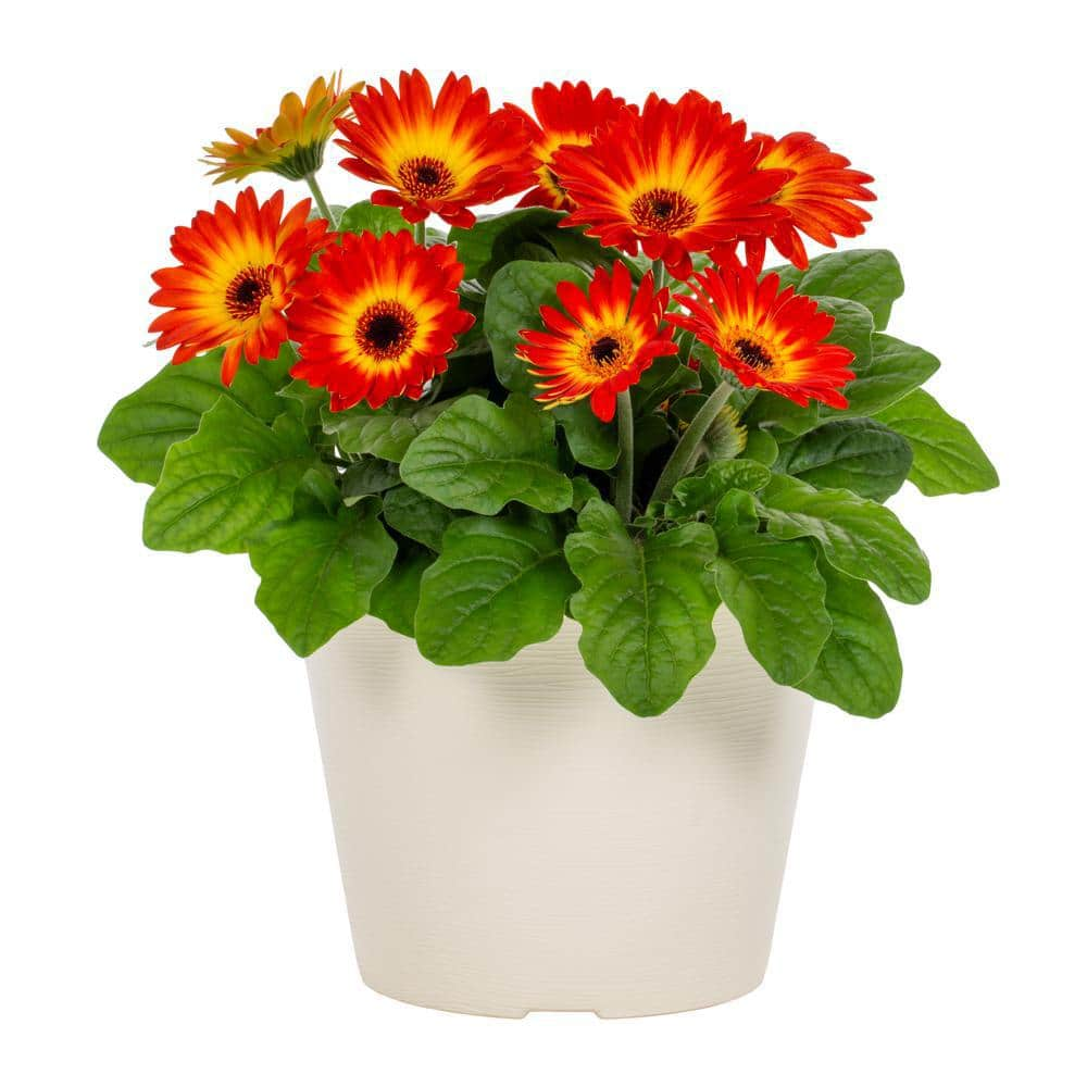 METROLINA GREENHOUSES 1 Gal. Gerbera Daisy Orange and Yellow Bicolor in ...