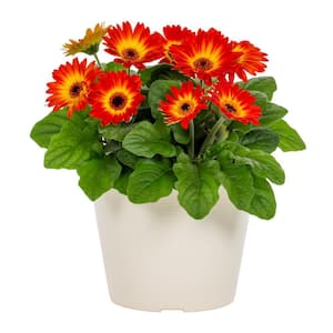 1 Gal. Gerbera Daisy Orange and Yellow Bicolor in Decorative Planter Annual Plant (1-Pack)