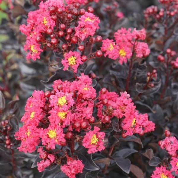 Unbranded 3 Gal. Pink Crape Myrtle Flowering Deciduous Tree with Pink Flowers