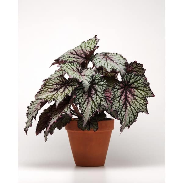 national PLANT NETWORK 6 in. Jurassic Green Streak Rex Begonia Plants in Grower Containers 2-Piece