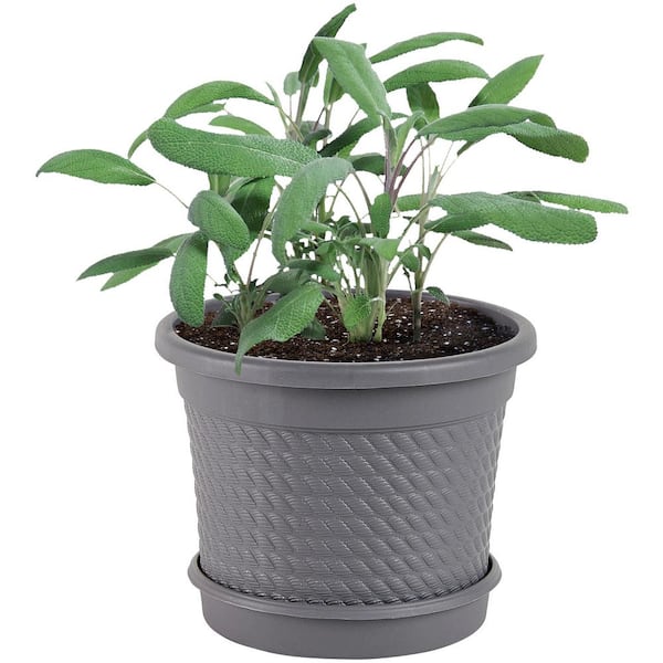 0.5 Gal. Sage Plant