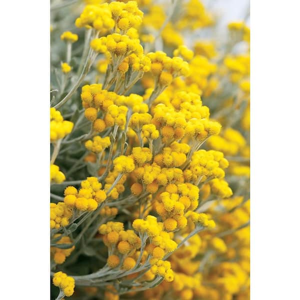 PROVEN WINNERS Flambe Yellow Strawflower (Chrysocephalum) Live Plant, Yellow Flowers, 4.25 in. Grande