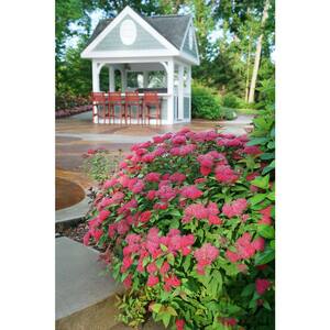 2 Gal. Double Play Doozie Spirea with Red to Purple Flowers