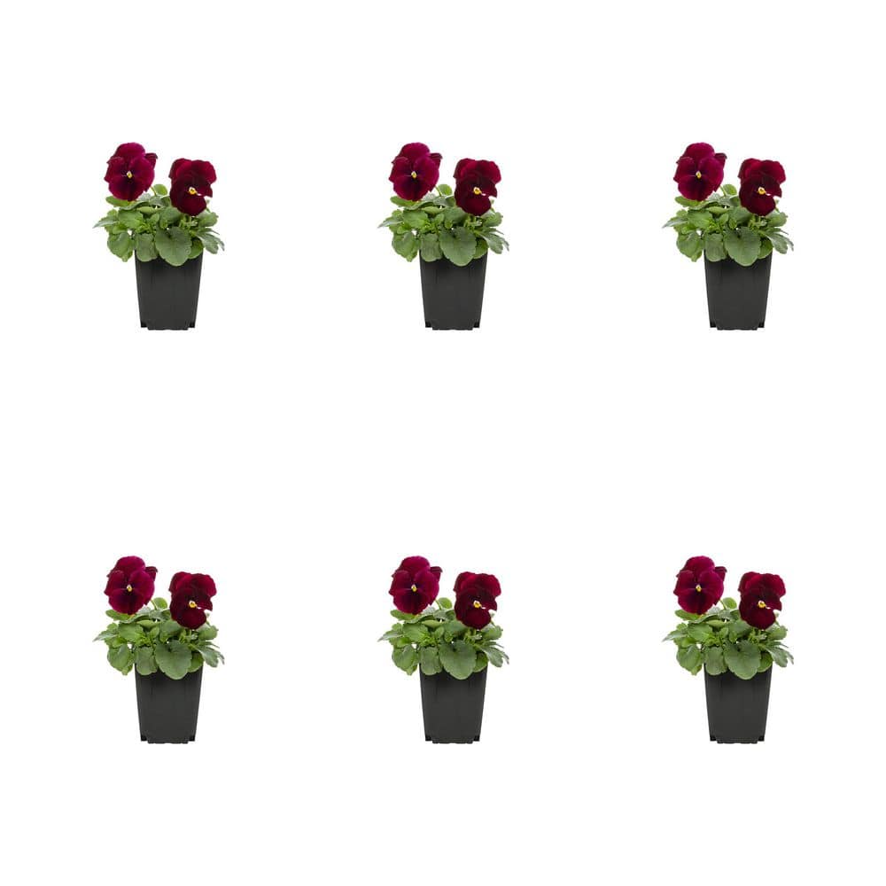 1 pt. Pansy Clear Red Annual Plant (6-Pack) price history on PriceWatchPro