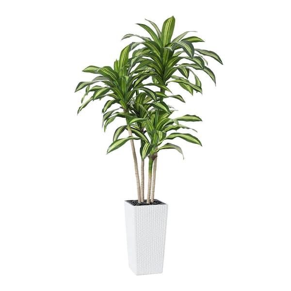 DR.Planzen 6 ft.Artificial Dracaena Tree UV Resistant with White Tall Planter, Faux Dracaena Tree for Outdoor