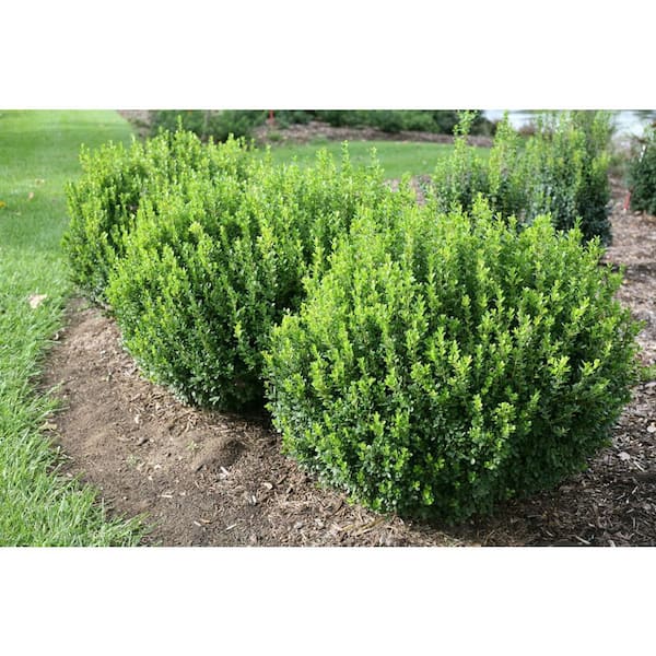 2 Gal. Sprinter Boxwood (Buxus Microphylla) Live Evergreen Shrub