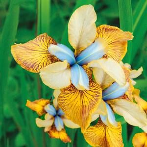 Flying Fiddles Siberian Iris Dormant Bare Root Perennial Plant Roots (3-Pack)