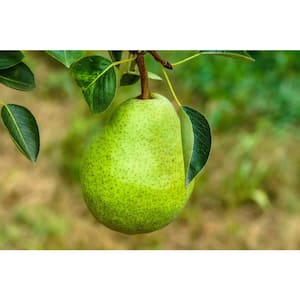 3 ft. D'Anjou Pear Tree with Light Citrusy Flavor Perfect for Cooking