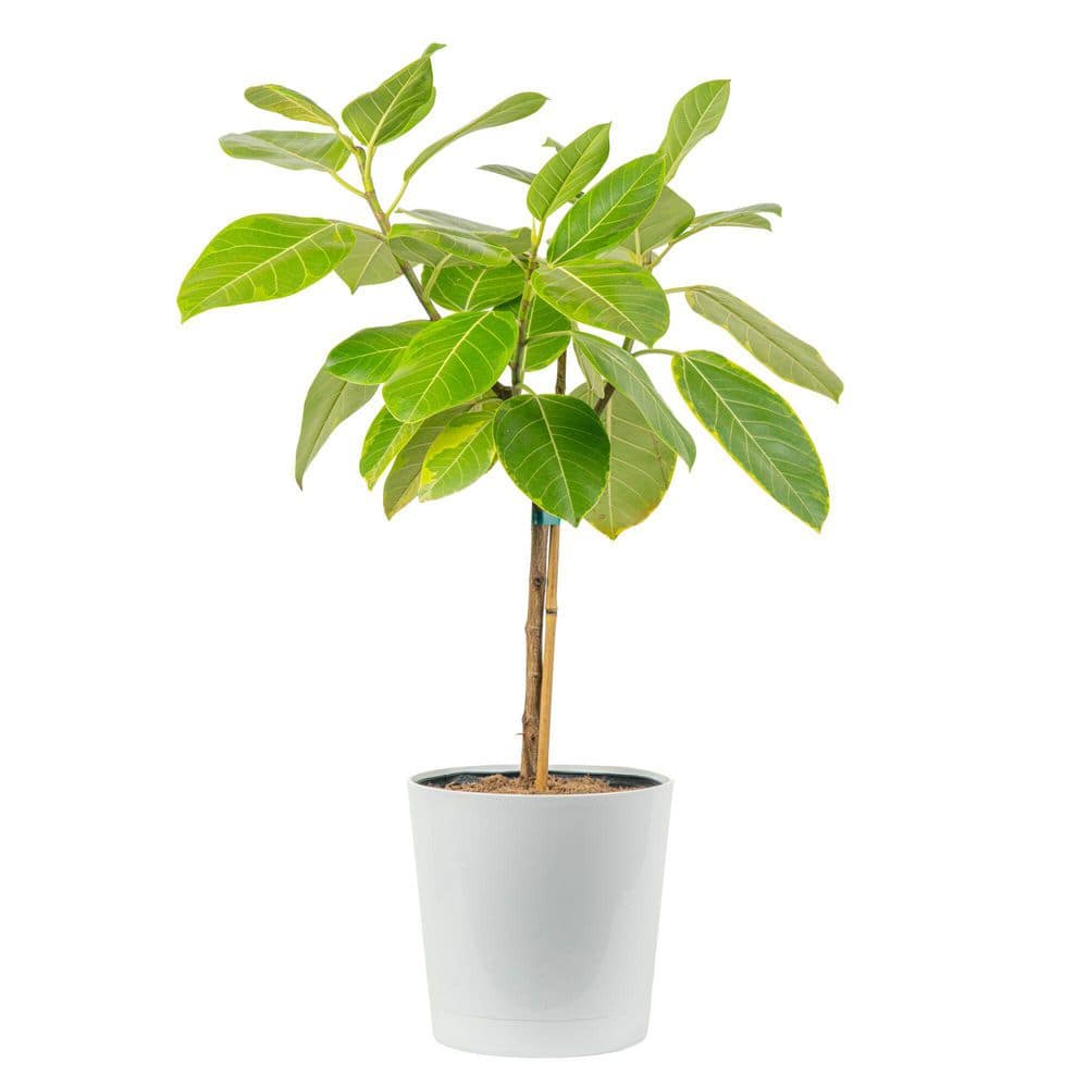 Ficus Audrey Indoor Plant in 10 in. Decor Planter, Avg Shipping Height 3-4 ft. Tall price history on PriceWatchPro