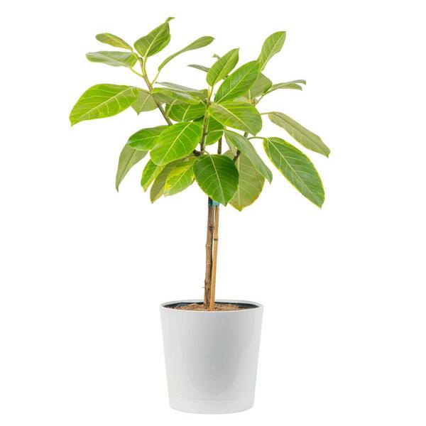 Costa Farms Ficus Audrey Indoor Plant in 10 in. Decor Planter, Avg Shipping Height 3-4 ft. Tall
