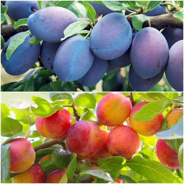 Online Orchards Double Plum Twist Bare Root Tree with 2 Different Plum Varieties Growing On 1 Tree