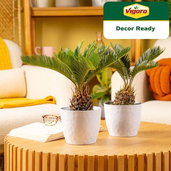Sago Palm Indoor Plant in 6 in. White Ribbed Plastic Decor Planter, Avg. Shipping Height 1-2 ft. Tall (2-Pack)