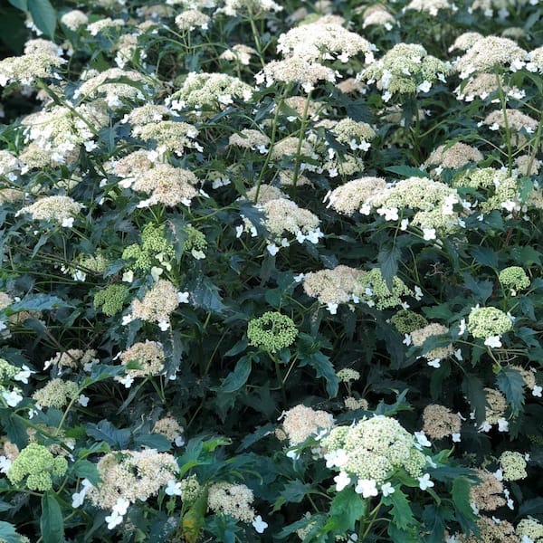 Riven Lace Hydrangea Shrub Flowering Starter Plant (1-Pack)