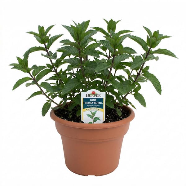 6 in. Pot Capella Mint Hierba Buena-Plant (2-Plants)