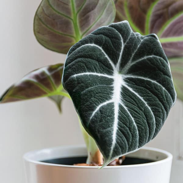 national PLANT NETWORK Black Velvet Elephant Ears (Alocasia) in 4 in. Grower Containers (3-Plants)