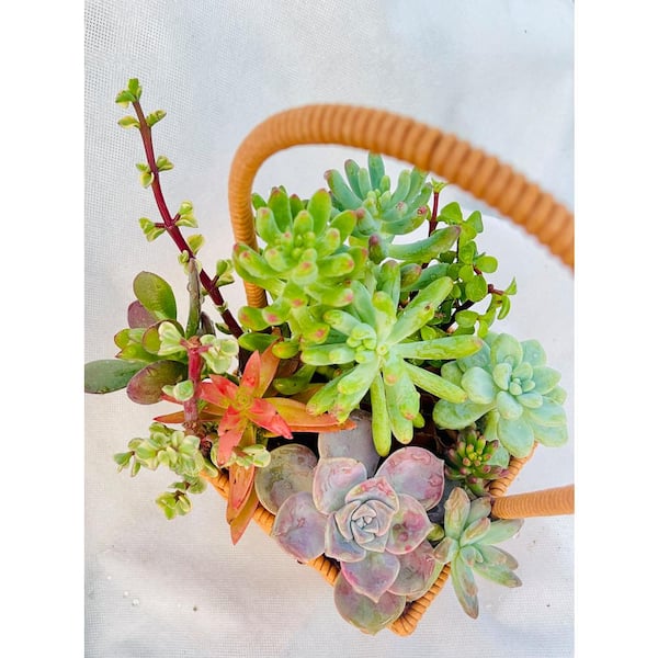 Succulent Plants Collection Cut Flowers, with Small Flower Basket